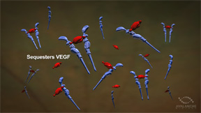 AVA-101 creates an Ocular BioFactory TM that secretes therapeutic protein.