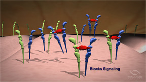 This in turn blocks VEGF signaling, treating the disease.